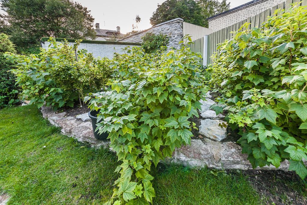 City Center Garden Camping Tallinn Ngoại thất bức ảnh